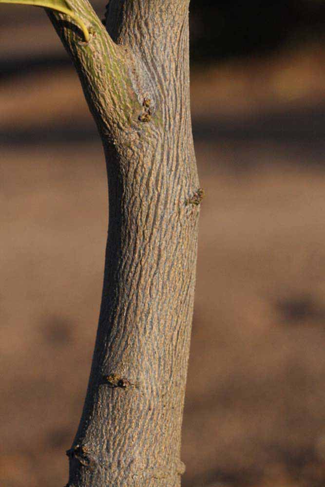              Bark (Riverside, CA)       